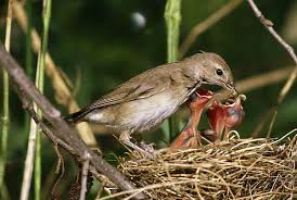 Attēlu rezultāti vaicājumam “Sylvia borin nest”
