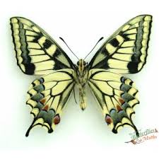 Attēlu rezultāti vaicājumam “Papilio machaon”