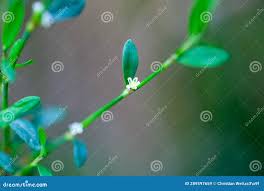 Attēlu rezultāti vaicājumam “Polygonum arenastrum leaf”