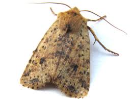 Attēlu rezultāti vaicājumam “Conistra rubiginea”