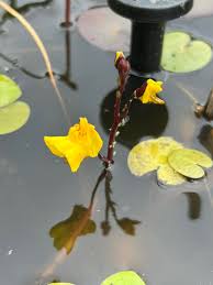 Attēlu rezultāti vaicājumam “Utricularia vulgaris”