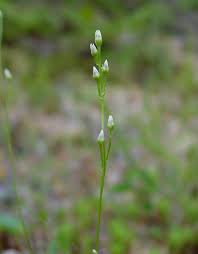 Attēlu rezultāti vaicājumam “Gentianaceae”