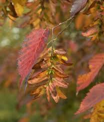 Attēlu rezultāti vaicājumam “Carpinus caroliniana”
