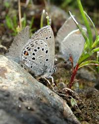 Attēlu rezultāti vaicājumam “Vacciniina optilete underside”