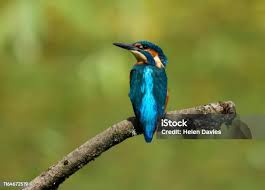 Attēlu rezultāti vaicājumam “Alcedo atthis adult”