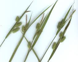 Attēlu rezultāti vaicājumam “Carex pallescens”