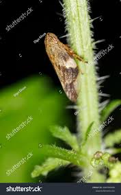 Attēlu rezultāti vaicājumam “Aphrophoridae imago”