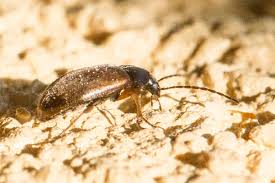 Attēlu rezultāti vaicājumam “Isomira murina”