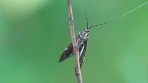 Attēlu rezultāti vaicājumam “Nemophora metallica”