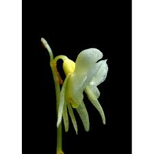 Attēlu rezultāti vaicājumam “Epipogium aphyllum”