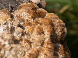 Attēlu rezultāti vaicājumam “Coriolopsis trogii”