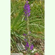 Image result for Campanula spicata