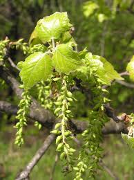 Attēlu rezultāti vaicājumam “Populus alba”