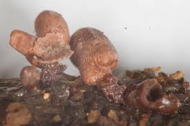 Attēlu rezultāti vaicājumam “Arcyria denudata spores”