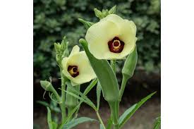 Image result for Abelmoschus moschatus