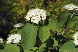Attēlu rezultāti vaicājumam “Viburnum lantana”