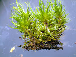 Attēlu rezultāti vaicājumam “| Dicranum”