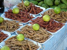 Attēlu rezultāti vaicājumam “Charales”