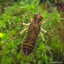 Attēlu rezultāti vaicājumam “Orthetrum cancellatum”