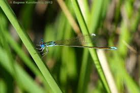 Attēlu rezultāti vaicājumam “Nehalennia speciosa”
