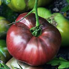 Afbeeldingsresultaat voor 1884 purple tomato