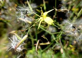 Attēlu rezultāti vaicājumam “Mycelis muralis leaf”