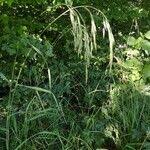 Attēlu rezultāti vaicājumam “Bromopsis benekenii”