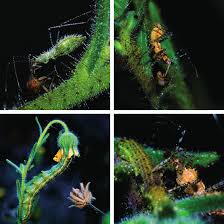 Attēlu rezultāti vaicājumam “Dicyphus nymph”