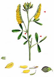 Attēlu rezultāti vaicājumam “Melilotus wolgicus”