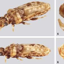 Attēlu rezultāti vaicājumam “Adomerus biguttatus”