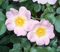 Attēlu rezultāti vaicājumam “Rosa canina”