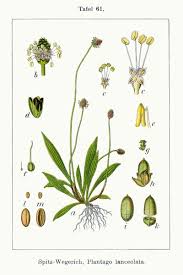 Attēlu rezultāti vaicājumam “Plantago lanceolata leaf”