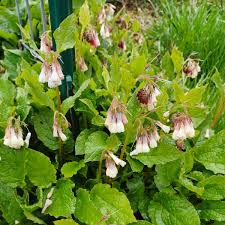Attēlu rezultāti vaicājumam “Symphytum grandiflorum flower”