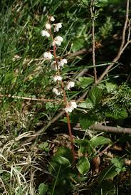 Attēlu rezultāti vaicājumam “Pyrola rotundifolia leaf”