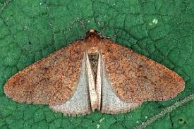 Attēlu rezultāti vaicājumam “Erannis defoliaria”