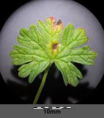 Attēlu rezultāti vaicājumam “Geranium pusillum leaf”