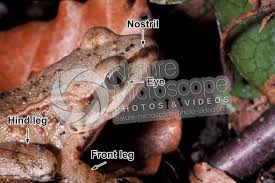 Attēlu rezultāti vaicājumam “Rana temporaria adult”