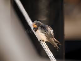 Attēlu rezultāti vaicājumam “Hirundo rustica juvenile”