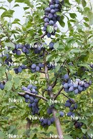 Attēlu rezultāti vaicājumam “Prunus domestica subsp. domestica leaf”