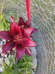 Image result for Astrantia majon `Abbey Road`