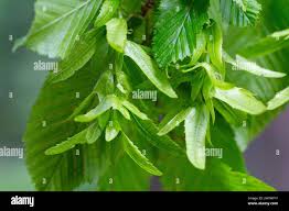 Attēlu rezultāti vaicājumam “Carpinus betulus fruit”