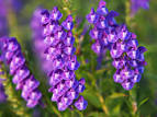 <b>Scutellaria baicalensis</b>