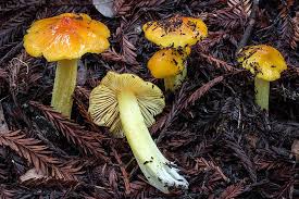 Attēlu rezultāti vaicājumam “Hygrocybe pseudoconica”