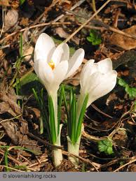 Attēlu rezultāti vaicājumam “Crocus vernus subsp. vernus”