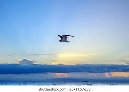 Attēlu rezultāti vaicājumam “Larus marinus adult”