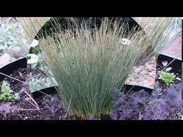 Attēlu rezultāti vaicājumam “Juncus inflexus”