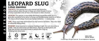 Attēlu rezultāti vaicājumam “Limax maximus”