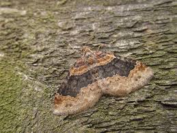 Attēlu rezultāti vaicājumam “Xanthorhoe ferrugata”