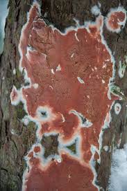 Attēlu rezultāti vaicājumam “Gloeoporus taxicola”