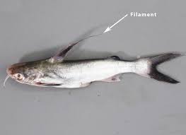 Image result for Bagre marinus